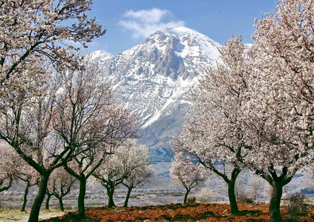 Mandorli-in-fiore-Foto-di-Luciano-Dionisi